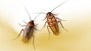 Jubail, Pest Control, ✅✅✅ LABOR CAMP BED BUG & COCKROACH CONTROL &ndash; 057 007 6842✅✅✅