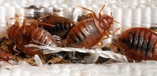 Jubail, Pest Control, ✅✅✅ LABOR CAMP BED BUG & COCKROACH CONTROL &ndash; 057 007 6842✅✅✅