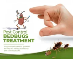 Jubail, Pest Control, ✅✅✅ LABOR CAMP BED BUG & COCKROACH CONTROL &ndash; 057 007 6842✅✅✅