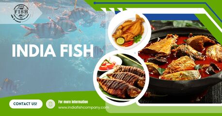 New Delhi, Food & Drink, India Fish &ndash; Hygienic & Premium Quality Seafood Supplier