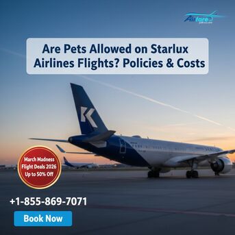 New York, Travel, Flying With Pets On Starlux Airlines? Policy Guide & Support