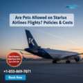 Flying With Pets On Starlux Airlines? Policy Guide & Support
