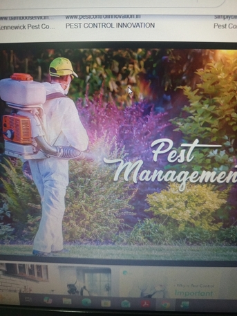 Jeddah, Pest Control, Pest Control Services