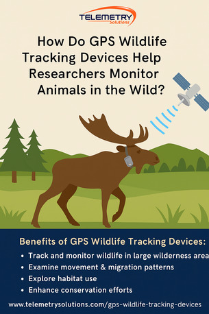 New York, Security, What Are GPS Wildlife Tracking Devices And How Can They Transform Your Research?
