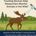 What Are GPS Wildlife Tracking Devices And How Can They Transform Your Research?