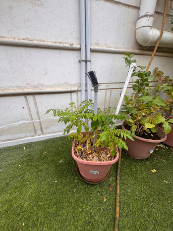 Al Nakheel, Farm & Garden, SAR 1,  Outdoor Plants