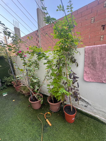 Al Nakheel, Farm & Garden, SAR 1,  Outdoor Plants