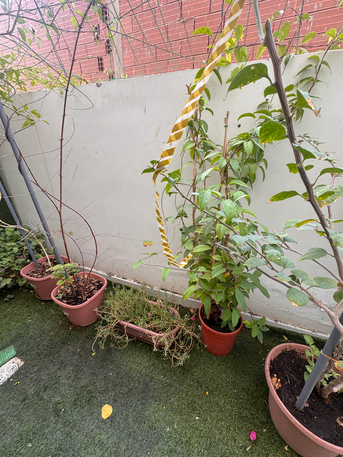 Al Nakheel, Farm & Garden, SAR 1,  Outdoor Plants