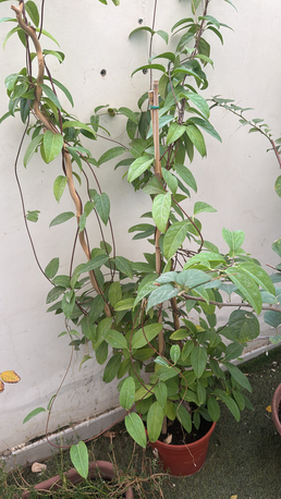 Al Nakheel, Farm & Garden, SAR 1,  Outdoor Plants