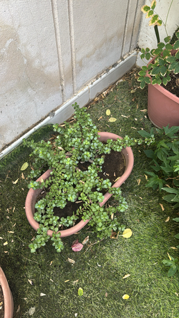 Al Nakheel, Farm & Garden, SAR 1,  Outdoor Plants