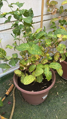 Al Nakheel, Farm & Garden, SAR 1,  Outdoor Plants