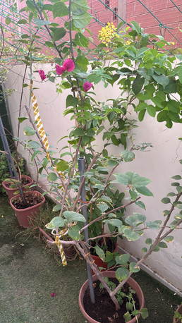 Al Nakheel, Farm & Garden, SAR 1,  Outdoor Plants