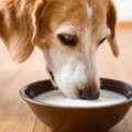 How To Use Goat Milk For Dogs Safely: Quantity, Benefits, And Tips