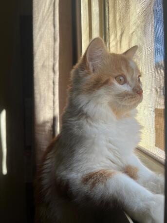 Hara, Pet Adoption, Free Adoption: Pure White Turkish Angora - Loving & Litter Trained