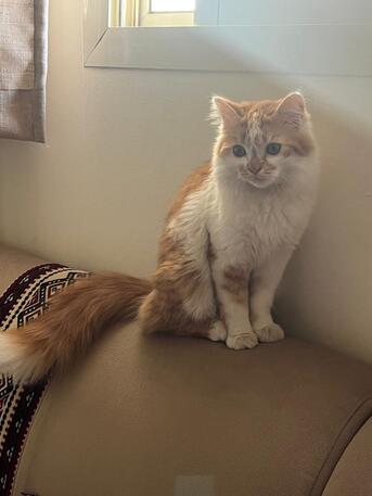 Hara, Pet Adoption, Free Adoption: Pure White Turkish Angora - Loving & Litter Trained