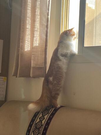 Hara, Pet Adoption, Free Adoption: Pure White Turkish Angora - Loving & Litter Trained