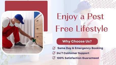 Sydney, Pest Control, Pest Control Carlton &ndash; Fast, Safe & Affordable Pest Solutions