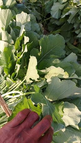 Riyadh, Farm & Garden, SAR 50,  Pakistani Vegetable And Fruits