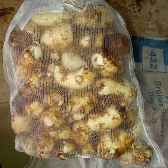 Riyadh, Farm & Garden, SAR 50,  Pakistani Vegetable And Fruits