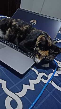 Hofuf, Pet Adoption, Offering Two Sister Cats For Free Adoption - AL Ahsa Or Riyadh