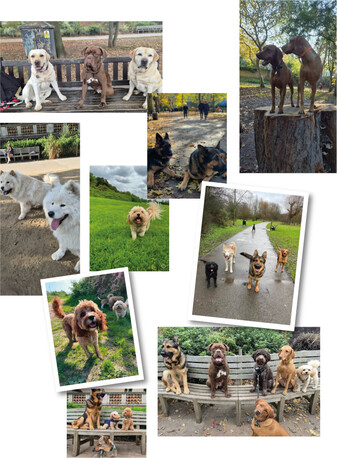 London, Pet Sitting, Affordable Dog Walking & Boarding Prices