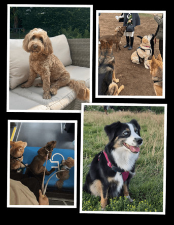 London, Pet Sitting, Trusted Doggy Day Care In London &ndash; Quality Day Dog Care