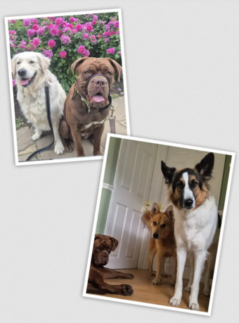 London, Pet Sitting, Professional Dog Boarding &ndash; The Best Dog Boarding In London