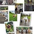 Best Dog Walking Services By A Professional Dog Walker
