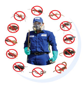 Jeddah, Pest Control, Pest Control Services In Jeddah