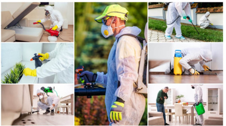 Jeddah, Pest Control, Pest Control Services In Jeddah