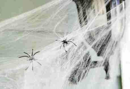 New York, Business, Spider Control In Tampa Fl