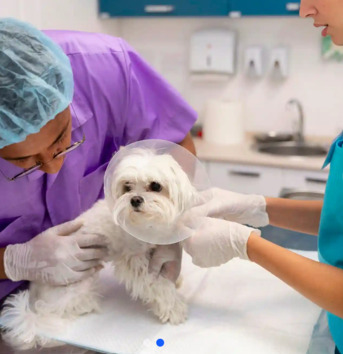 New York, Medical, Dry Creek Veterinary Hospital In Galt