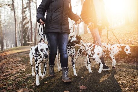 Haryana, Pet Sitting, Dog Walkers In Faridabad