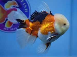 Austin, Pet Supplies, Best Fancy Goldfish In Austin