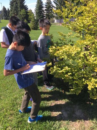 Toronto, Daycare, Engaging & Structured Summer Camps In Markham, ON, At Trillium School