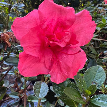 New York, Farm & Garden, USD 89,  Azalea Echo Fireglow Red Flowering Shrub