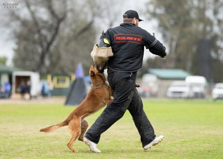 New York, Business, Dogs On Howard