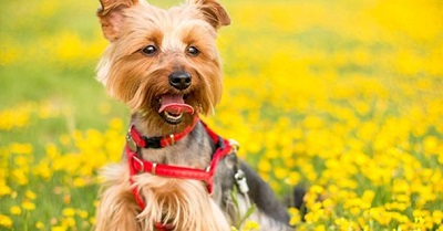 New York, Training, Sit Means Sit Dog Training Lansing