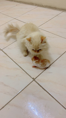 Dammam, Pet Adoption, Beautiful Adorable Mother Cat & Kitten