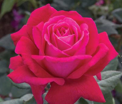 New York, Farm & Garden, USD 53,  Sweet Spirit Rose