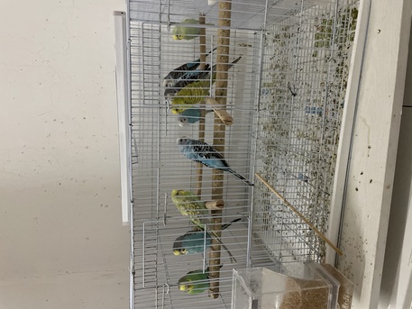 Al Khobar Al Shamalia, Pet Supplies, SAR 500,  Selling 10 Buggies Love Birds