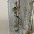 SAR 500,  Selling 10 Buggies Love Birds