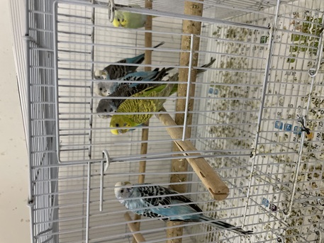 Al Khobar Al Shamalia, Pet Supplies, SAR 500,  Selling 10 Buggies Love Birds