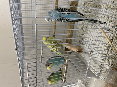 Al Khobar Al Shamalia, Pet Supplies, SAR 500,  Selling 10 Buggies Love Birds