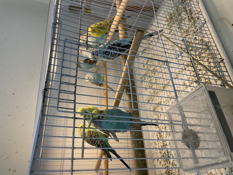 Al Khobar Al Shamalia, Pet Supplies, SAR 500,  Selling 10 Buggies Love Birds