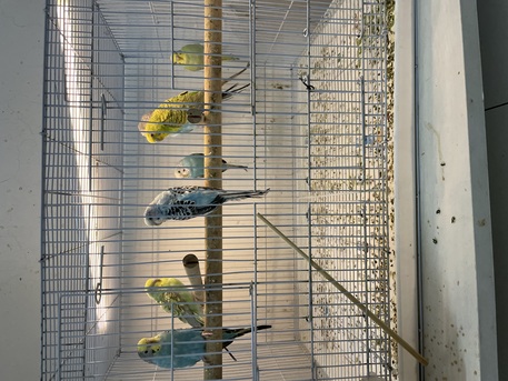 Al Khobar Al Shamalia, Pet Supplies, SAR 500,  Selling 10 Buggies Love Birds