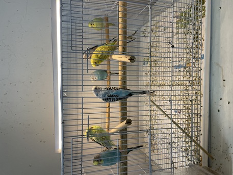 Al Khobar Al Shamalia, Pet Supplies, SAR 500,  Selling 10 Buggies Love Birds