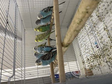 Al Khobar Al Shamalia, Pet Supplies, SAR 500,  Selling 10 Buggies Love Birds