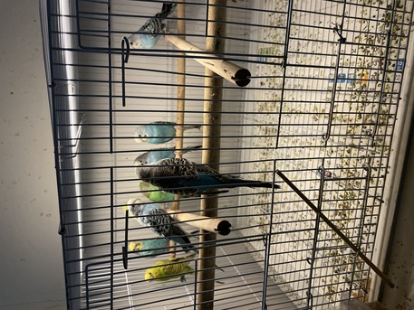 Al Khobar Al Shamalia, Pet Supplies, SAR 500,  Selling 10 Buggies Love Birds