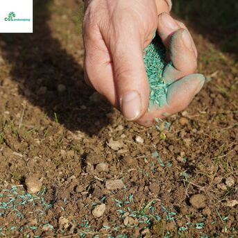 New York, Business, Expert Overseeding Services In Phoenix For Year-Round Lawn Beauty